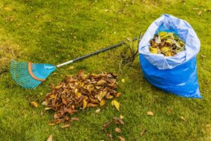 Uncover the Truth: Can Wet Leaves be Safely Mowed? Find Out Now!